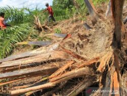 Sekelompok Gajah Liar Rusak Lahan Perkebunan Sawit Milik Warga