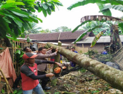 Angin Kencang Hantam Lampung Timur dan Pringsewu, Pohon Tumbang Menimpa Rumah Warga