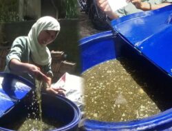 Viral Minyak Goreng Palsu di Kudus, Ternyata Dibuat dari Air Cuci Mobil