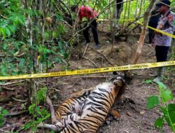 Miris ! Dua Harimau Sumatera Ditemukan Mati Mengenaskan di Aceh Timur dengan Kondisi Utuh