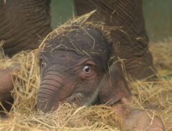 Perdana ! Bayi Gajah Sumatra Lahir di Bali Zoo Park Gianyar