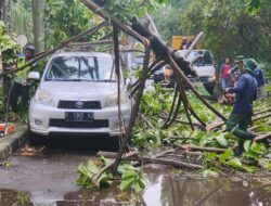 Sebuah Pohon Tumbang Menimpa Mobil di Depan Gedung DPRD Kota Depok