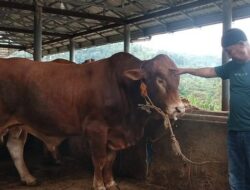 Sapi Pesanan Jokowi untuk Idul Adha, Simental dan Limosin Berbobot 1 Ton