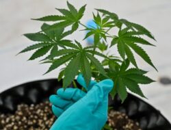 Regulasi Ganja Diperbolehkan untuk Riset Medis Akan Segera Diterbitkan Kemenkes