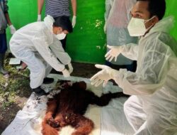 Miris ! Seekor Orang Utan Sumatera Mati dengan 8 Luka Akibat Benda Keras di Gunung Leuser