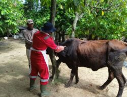 Sebanyak 3.163 Ekor Sapi di Lampung Timur Disuntik Vaksin PMK