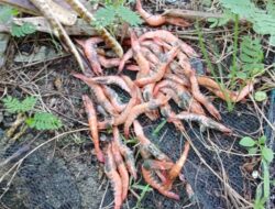 Puluhan Ribu Udang Mati Tersengat Limbah Minyak, Petambak Udang Rugi Hingga 25 Juta