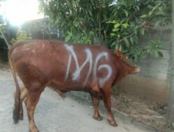 Mingrum Gumay Serahkan Hewan Kurban Sapi Melalui DPD PDI Perjuangan Lampung