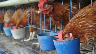 Bikin Risih! Ternak Ayam Petelur Ini Buat Warga Mengeluh Hadirnya Ratusan Lalat dan Bau Tak Sedap