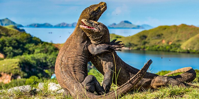 tiket pulau komodo naik