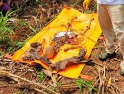 Kerangka Manusia Lengkap Ditemukan Di Ladang Jagung Lamtim, Ternyata Milik…