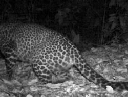 Tiga Warga Sumedang Diserang Macan Kumbang Saat Sedang Berkebun