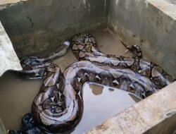 Ular Sanca Ditangkap Usai Bikin Geger Rumah Warga Lampung, Ada Foto Aslinya!