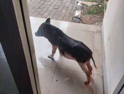 Seekor Babi Ditemukan Masuk Ke Dalam Kantor DLH DKI Jakarta