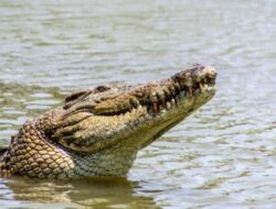 Niat Mancing, Pria di Lampung Timur Malah Tewas Diterkam Buaya, Ini Kronologinya