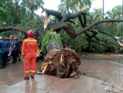 Hujan Deras & Angin Kencang, 9 Pohon Tumbang Timpa Rumah Hingga Gereja di Jakarta