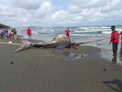 Seekor Hiu Tutul Seberat 2 Ton Ditemukan Mati Terdampar di Pantai Cilacap