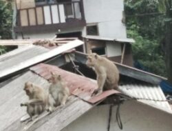 Heboh ! Kawanan Monyet Masuk ke Pemukiman Warga di Bandung