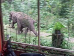 Kawanan Belasan Gajah Liar Robohkan Tiga Rumah Warga