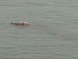 Viral ! Buaya Antar Jasad Balita yang Tewas yang Tenggelam di Sungai Kutai