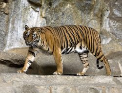 Tragis! Seorang Warga Lampung Barat Tewas Diterkam Harimau Sumatera