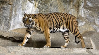 Tragis! Seorang Warga Lampung Barat Tewas Diterkam Harimau Sumatera