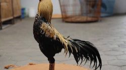 INILAH AYAM PAMA. CIRI, KEUNGGULAN DAN CARA MELATIHNYA MENJADI JUARA