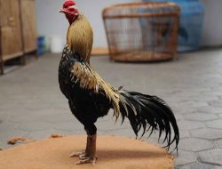 INILAH AYAM PAMA. CIRI, KEUNGGULAN DAN CARA MELATIHNYA MENJADI JUARA