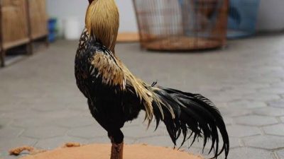 INILAH AYAM PAMA. CIRI, KEUNGGULAN DAN CARA MELATIHNYA MENJADI JUARA