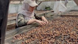 Riset Polinela Identifikasi Klon dan Varietas Kopi Sukma Ilang Pesawaran: Dari Morfologi Hingga Analisis Fisiko-Kimia