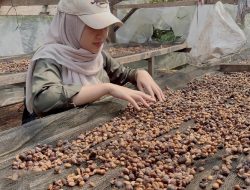 Riset Polinela Identifikasi Klon dan Varietas Kopi Sukma Ilang Pesawaran: Dari Morfologi Hingga Analisis Fisiko-Kimia