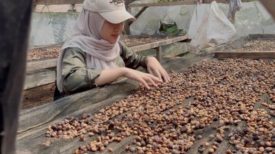 Riset Polinela Identifikasi Klon dan Varietas Kopi Sukma Ilang Pesawaran: Dari Morfologi Hingga Analisis Fisiko-Kimia